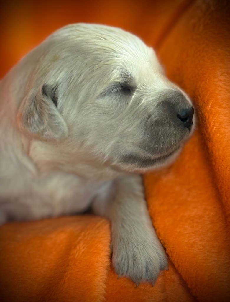 De La Douce Source - Chiots disponibles - Golden Retriever