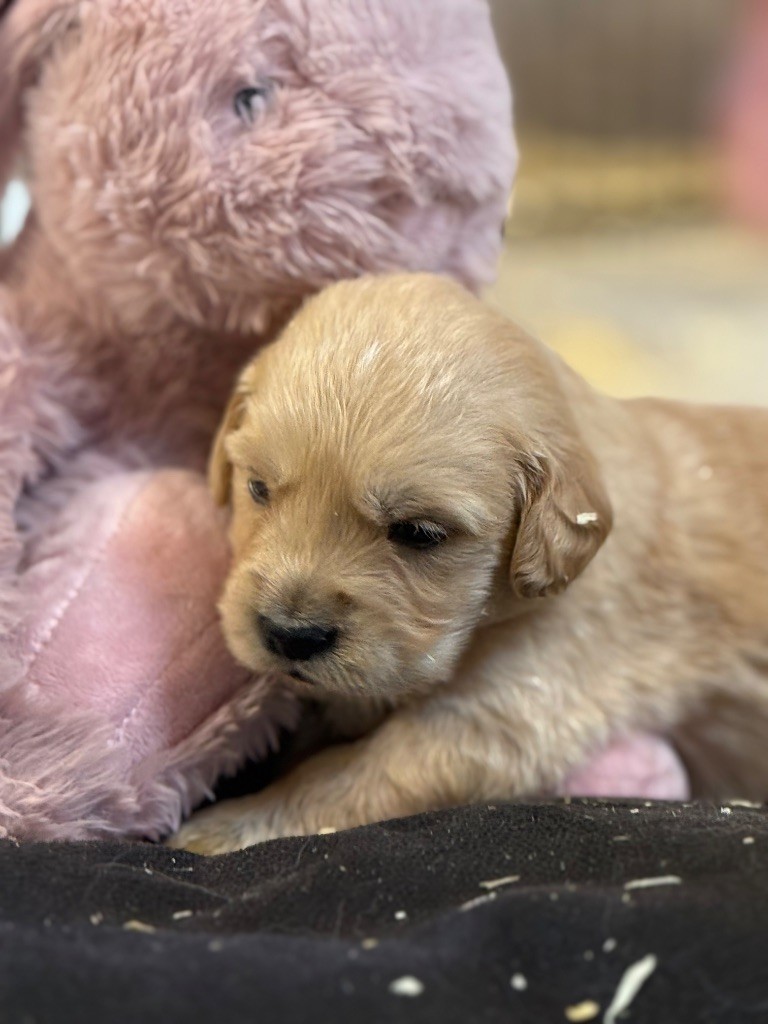 De La Douce Source - Chiots disponibles - Golden Retriever