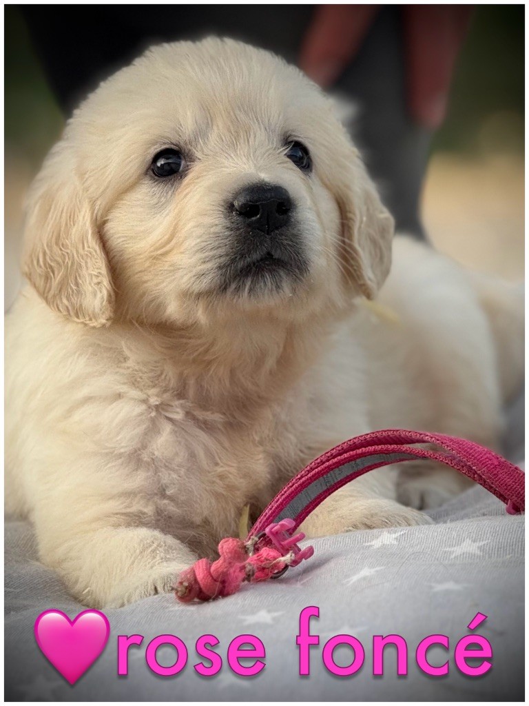 De La Douce Source - Chiots disponibles - Golden Retriever