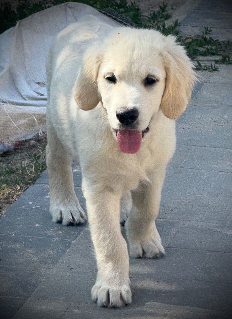 De La Douce Source - Chiots disponibles - Golden Retriever