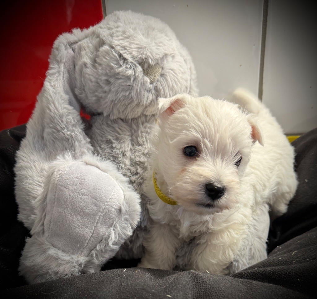 De La Douce Source - Chiots disponibles - West Highland White Terrier