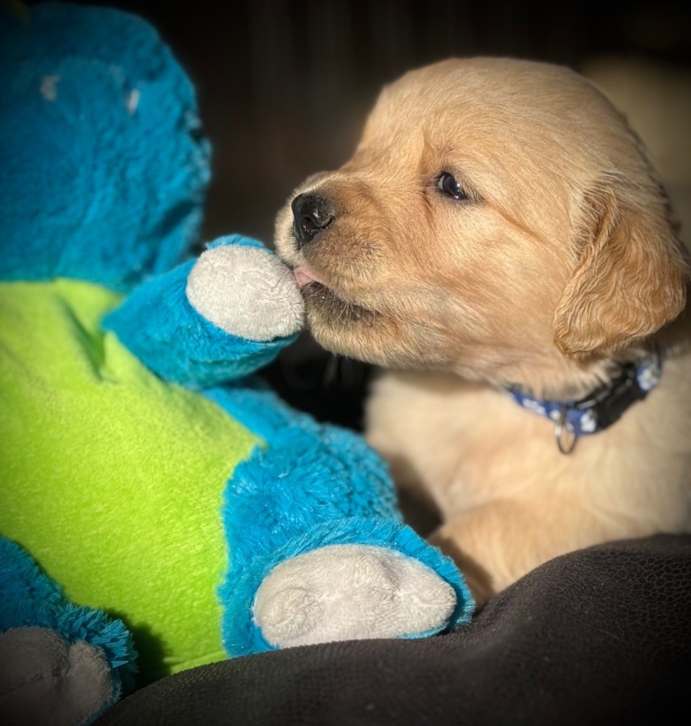 De La Douce Source - Chiots disponibles - Golden Retriever