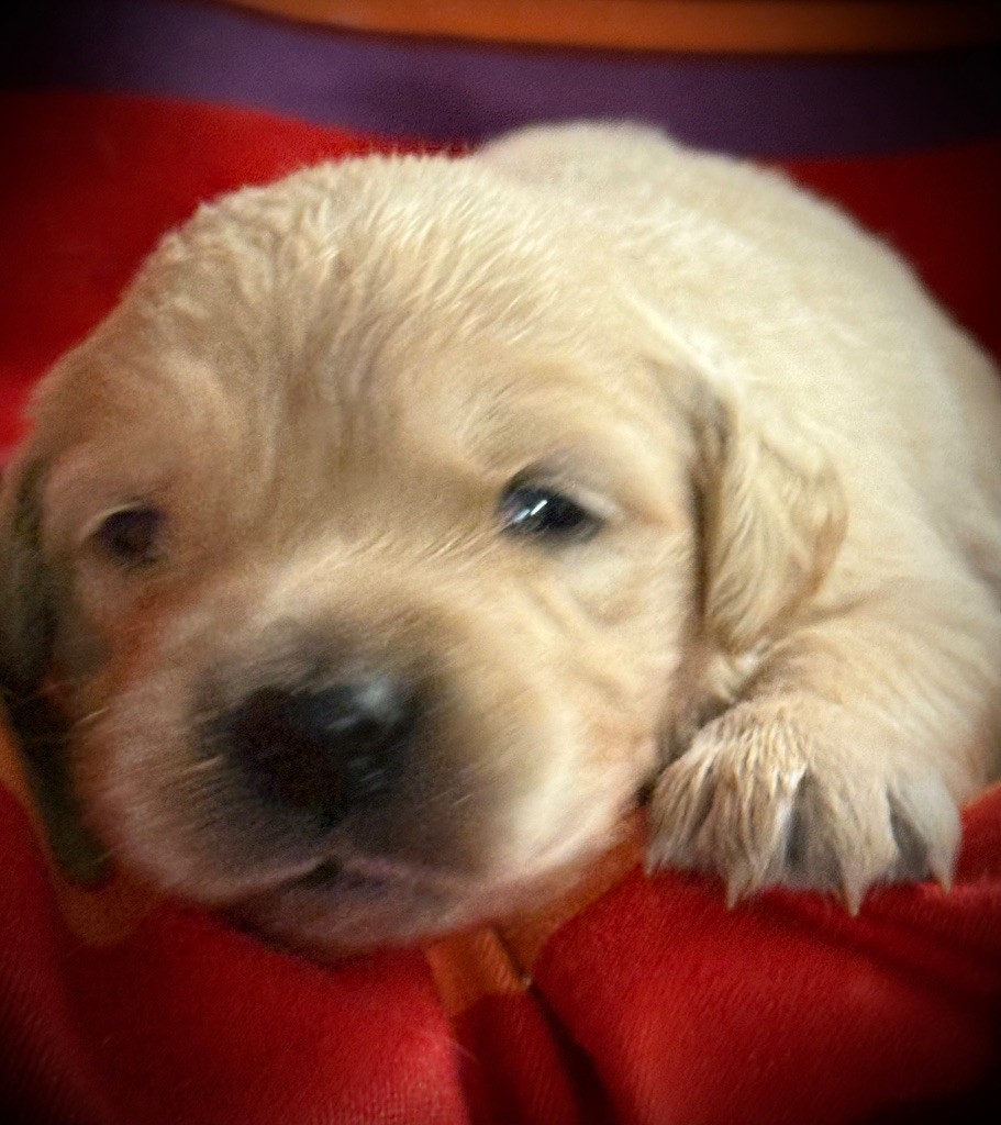 De La Douce Source - Chiots disponibles - Golden Retriever