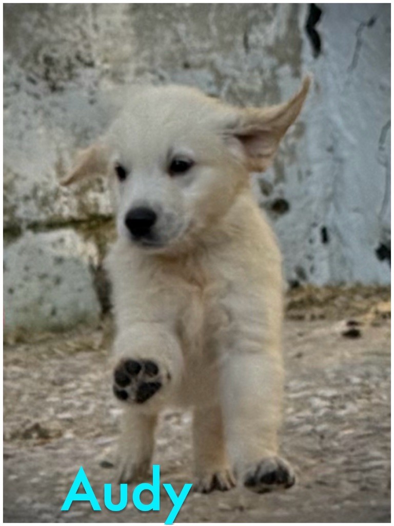 De La Douce Source - Chiots disponibles - Golden Retriever