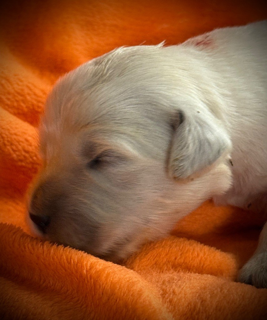 De La Douce Source - Chiots disponibles - Golden Retriever