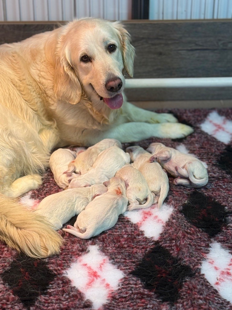 Chiot Golden Retriever De La Douce Source