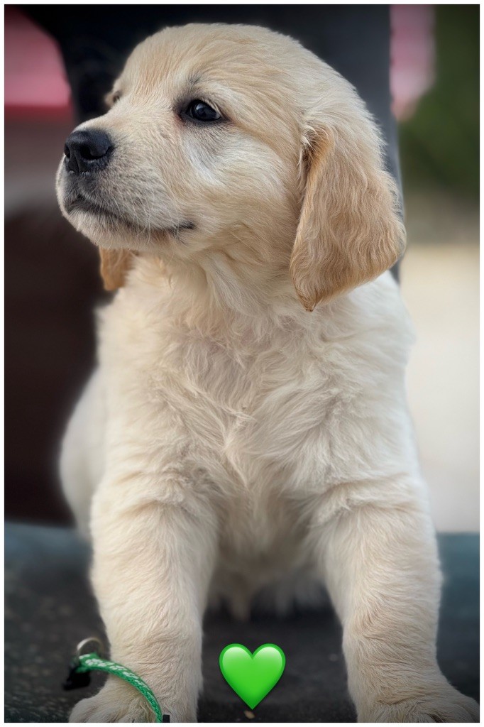 De La Douce Source - Chiots disponibles - Golden Retriever