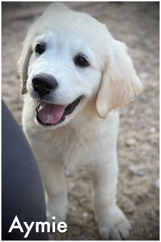 De La Douce Source - Chiots disponibles - Golden Retriever