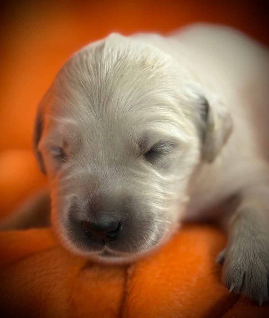 De La Douce Source - Chiots disponibles - Golden Retriever