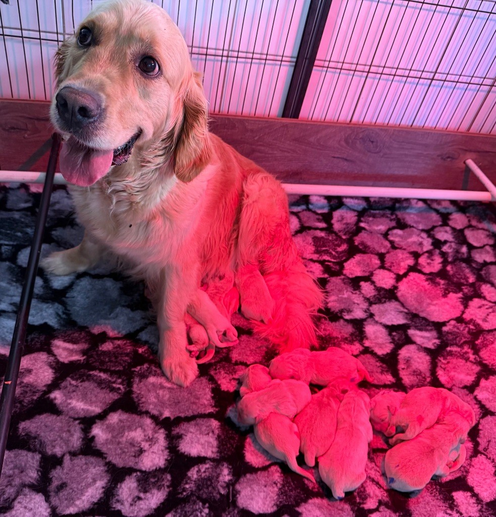 De La Douce Source - Chiots disponibles - Golden Retriever