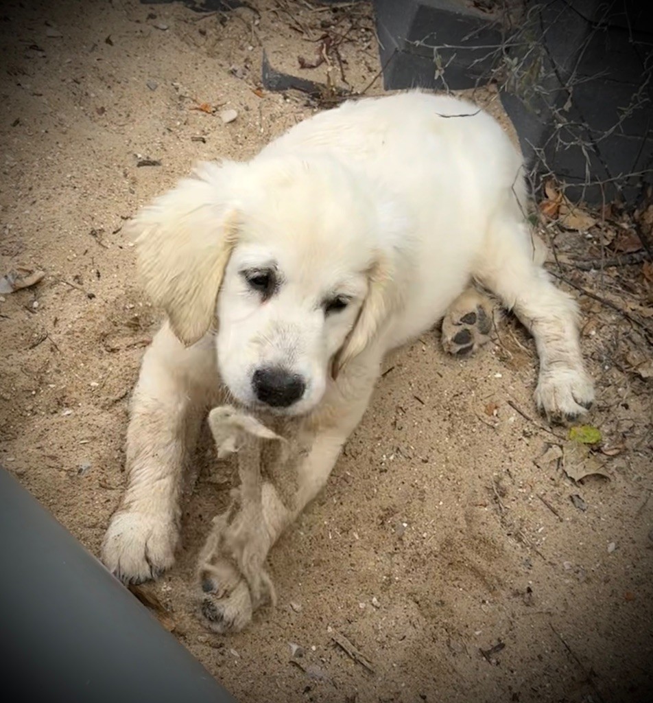 De La Douce Source - Chiots disponibles - Golden Retriever