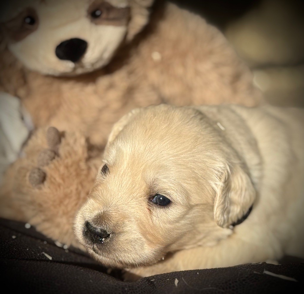 De La Douce Source - Chiots disponibles - Golden Retriever