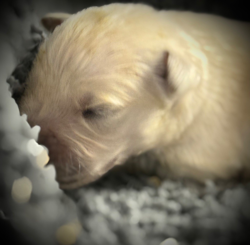 De La Douce Source - Chiots disponibles - Golden Retriever