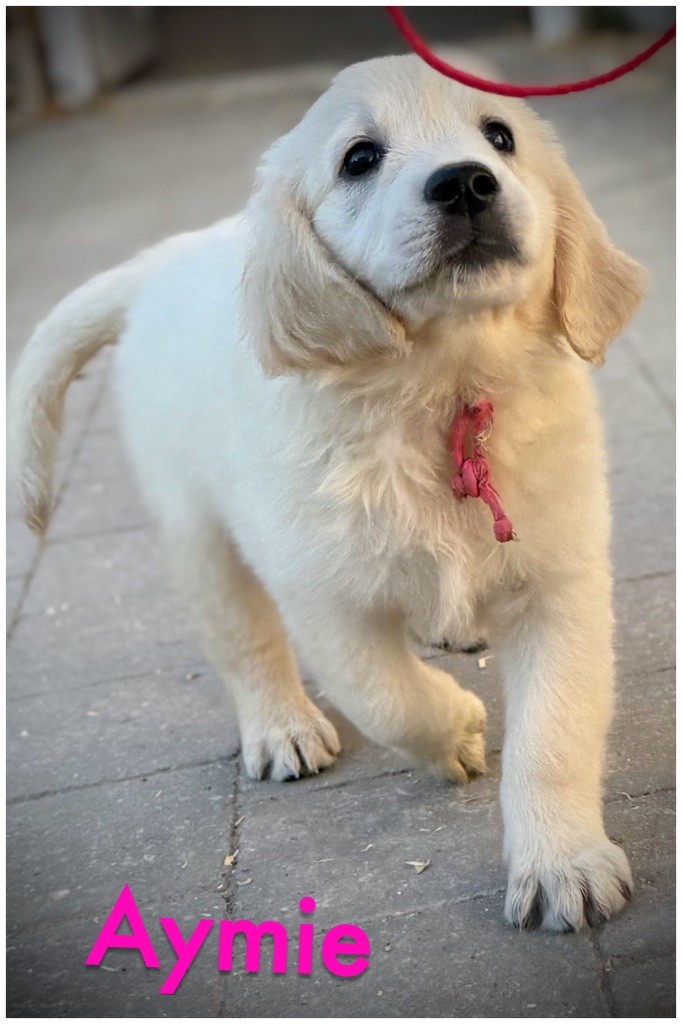 De La Douce Source - Chiots disponibles - Golden Retriever
