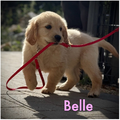 Athena-Belle (collier rose clair motifs pattes)