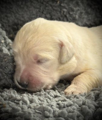 CHIOT 9