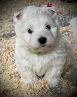 AIBO de la Douce Source (collier vert)