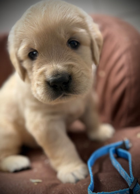 Benji de la Douce Source