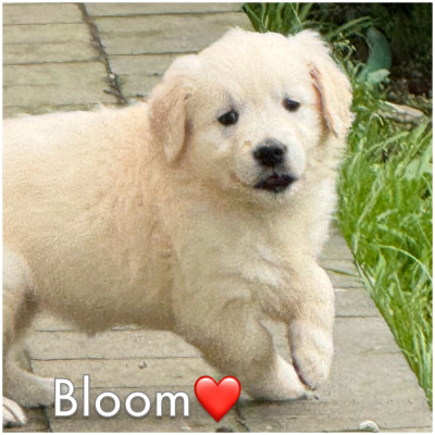 BLOOM (collier rouge)