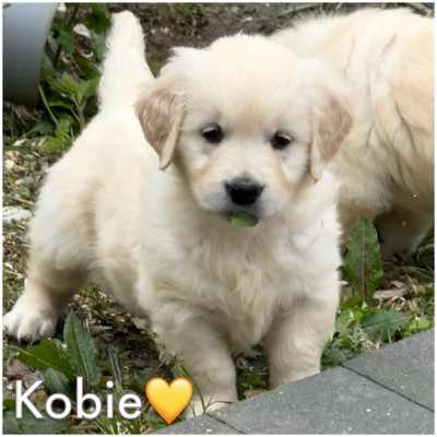 BELLE KOBIE (collier jaune)