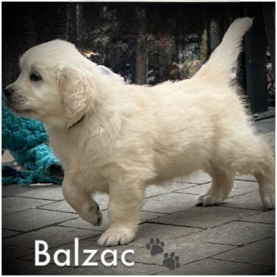 BALZAC (collier noir)