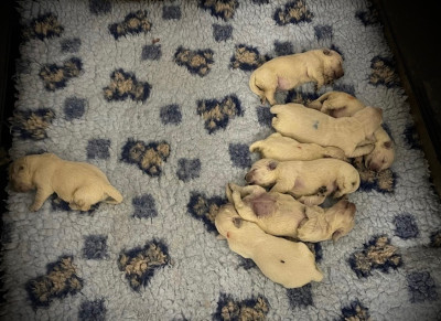 Chiot N°2