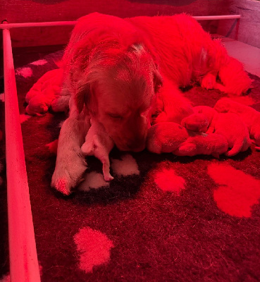 CHIOT 6