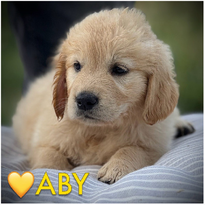 Aby (collier jaune motifs pattes)