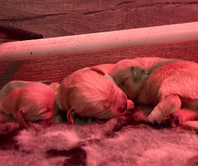 CHIOT 2