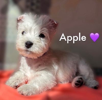 Apple (collier violet)