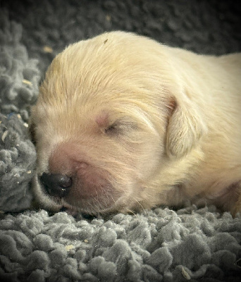 CHIOT 6