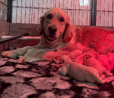 CHIOT 7