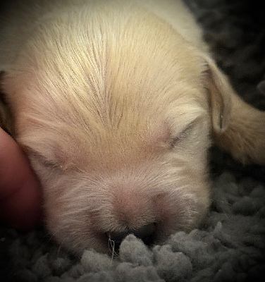CHIOT 1
