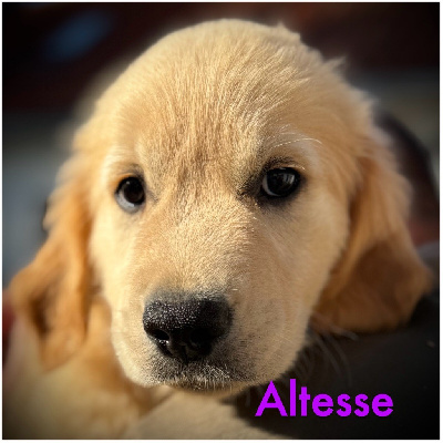 Altesse (collier violet motifs pattes)
