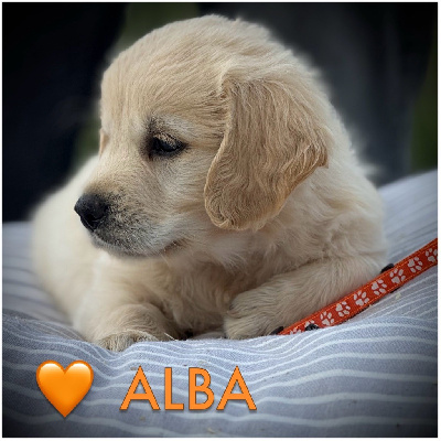 Alba (collier orange motifs pattes)
