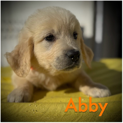 ABBY (collier orange motif réfléchissant)