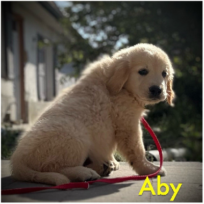 Aby (collier jaune motifs pattes)