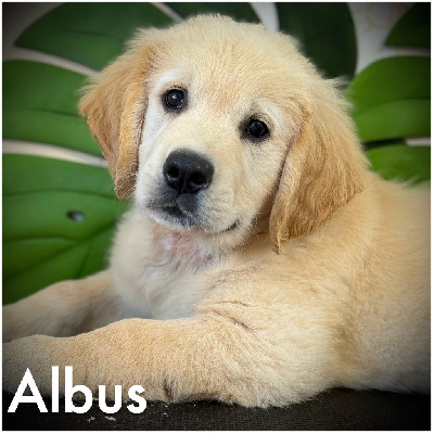 ALBUS (collier noir motifs pattes)