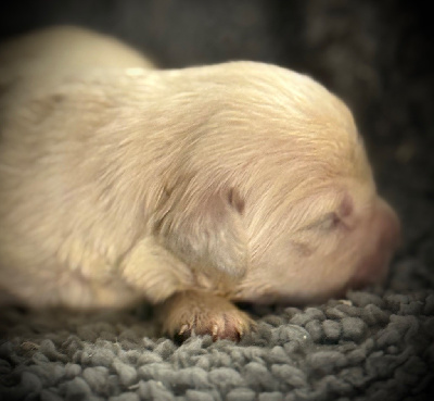 CHIOT 5