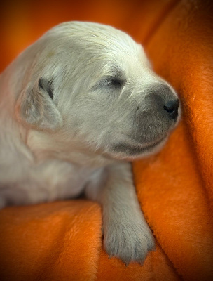 CHIOT 8