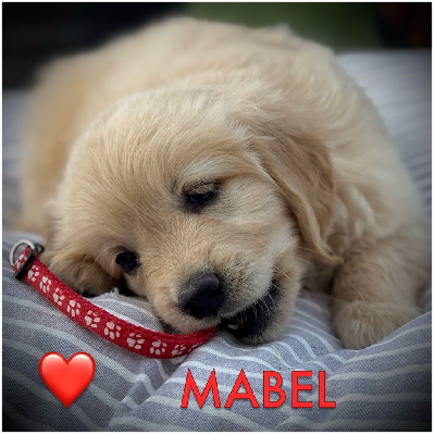Abricot Mabel (collier rouge motifs pattes)