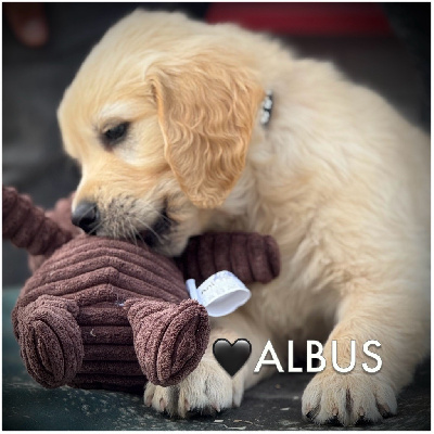 ALBUS (collier noir motifs pattes)