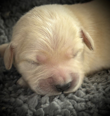 CHIOT 7