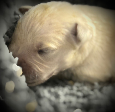 CHIOT 2