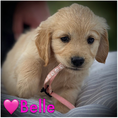 Athena-Belle (collier rose clair motifs pattes)