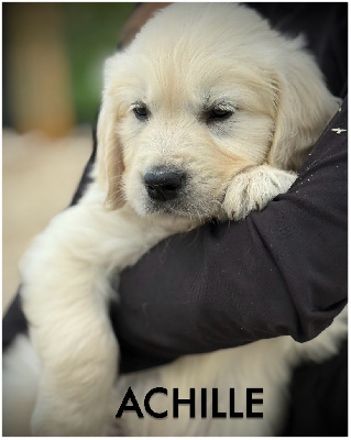 Achille (collier noir uni )