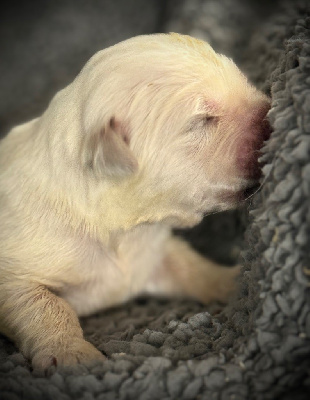 CHIOT 4