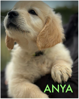 Anya (collier vert pomme motifs pattes)