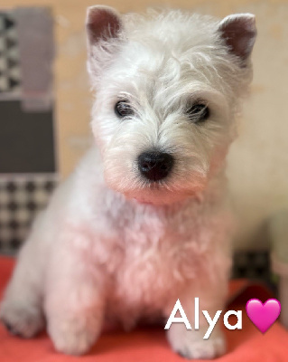 ALYA (collier rose)