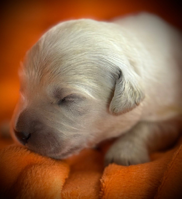 CHIOT 2